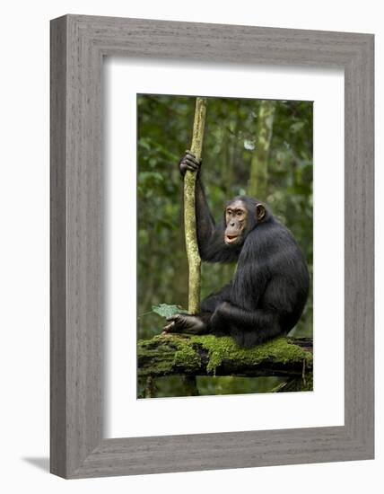 Africa, Uganda, Kibale National Park. A young adult chimpanzee anticipates arrival of other chimps.-Kristin Mosher-Framed Photographic Print