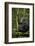 Africa, Uganda, Kibale National Park. A young adult chimpanzee anticipates arrival of other chimps.-Kristin Mosher-Framed Photographic Print