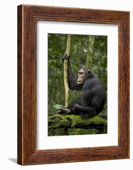 Africa, Uganda, Kibale National Park. A young adult chimpanzee anticipates arrival of other chimps.-Kristin Mosher-Framed Photographic Print