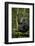 Africa, Uganda, Kibale National Park. A young adult chimpanzee anticipates arrival of other chimps.-Kristin Mosher-Framed Photographic Print