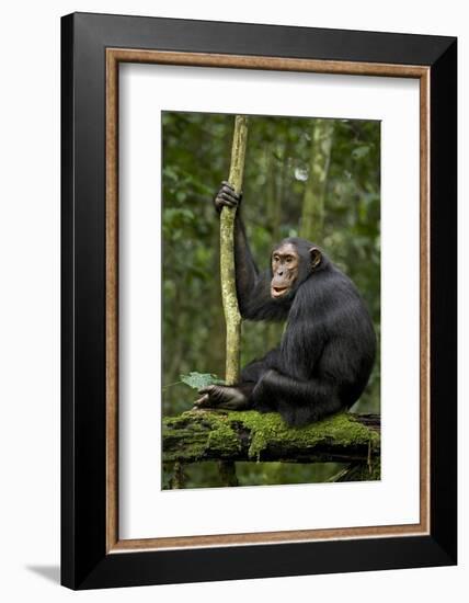 Africa, Uganda, Kibale National Park. A young adult chimpanzee anticipates arrival of other chimps.-Kristin Mosher-Framed Photographic Print