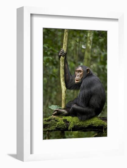 Africa, Uganda, Kibale National Park. A young adult chimpanzee anticipates arrival of other chimps.-Kristin Mosher-Framed Photographic Print
