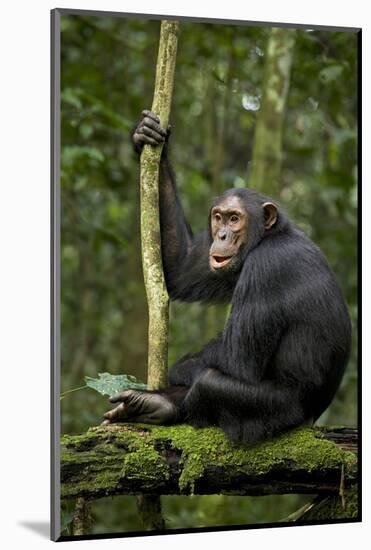 Africa, Uganda, Kibale National Park. A young adult chimpanzee anticipates arrival of other chimps.-Kristin Mosher-Mounted Photographic Print