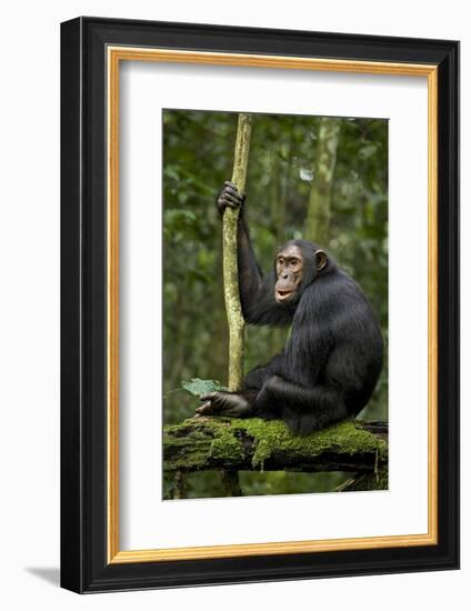 Africa, Uganda, Kibale National Park. A young adult chimpanzee anticipates arrival of other chimps.-Kristin Mosher-Framed Photographic Print