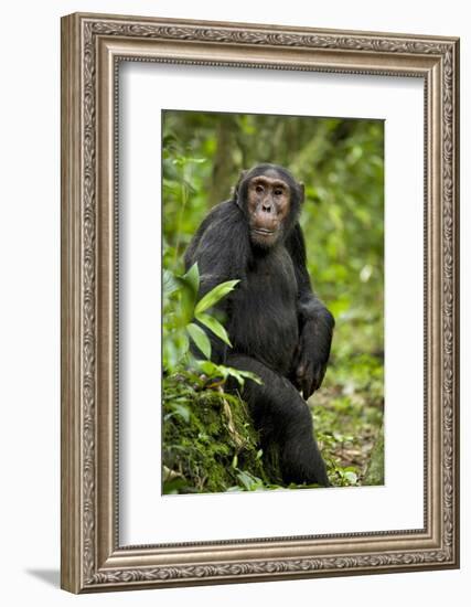 Africa, Uganda, Kibale National Park. A young adult chimpanzee listens.-Kristin Mosher-Framed Photographic Print