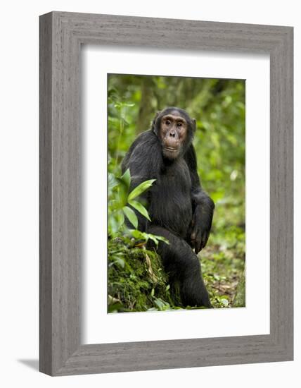 Africa, Uganda, Kibale National Park. A young adult chimpanzee listens.-Kristin Mosher-Framed Photographic Print