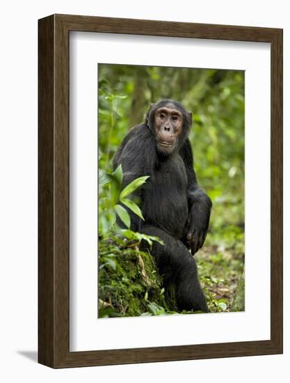 Africa, Uganda, Kibale National Park. A young adult chimpanzee listens.-Kristin Mosher-Framed Photographic Print