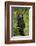 Africa, Uganda, Kibale National Park. A young adult chimpanzee listens.-Kristin Mosher-Framed Photographic Print