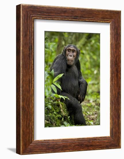 Africa, Uganda, Kibale National Park. A young adult chimpanzee listens.-Kristin Mosher-Framed Photographic Print