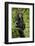 Africa, Uganda, Kibale National Park. A young adult chimpanzee listens.-Kristin Mosher-Framed Photographic Print