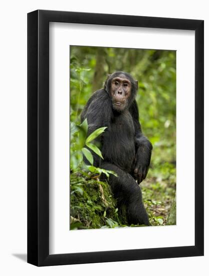 Africa, Uganda, Kibale National Park. A young adult chimpanzee listens.-Kristin Mosher-Framed Photographic Print