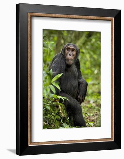 Africa, Uganda, Kibale National Park. A young adult chimpanzee listens.-Kristin Mosher-Framed Photographic Print