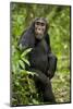 Africa, Uganda, Kibale National Park. A young adult chimpanzee listens.-Kristin Mosher-Mounted Photographic Print