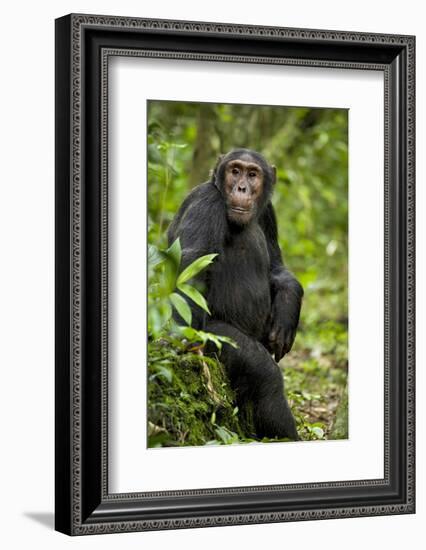 Africa, Uganda, Kibale National Park. A young adult chimpanzee listens.-Kristin Mosher-Framed Photographic Print