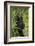 Africa, Uganda, Kibale National Park. A young adult chimpanzee listens.-Kristin Mosher-Framed Photographic Print