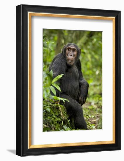 Africa, Uganda, Kibale National Park. A young adult chimpanzee listens.-Kristin Mosher-Framed Photographic Print