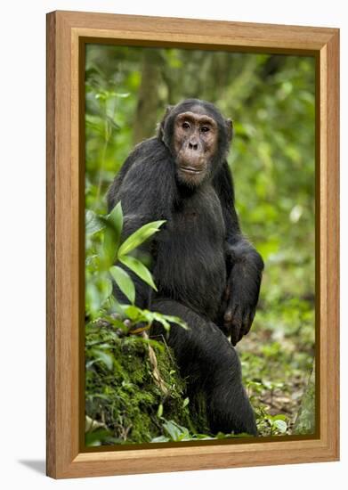 Africa, Uganda, Kibale National Park. A young adult chimpanzee listens.-Kristin Mosher-Framed Premier Image Canvas