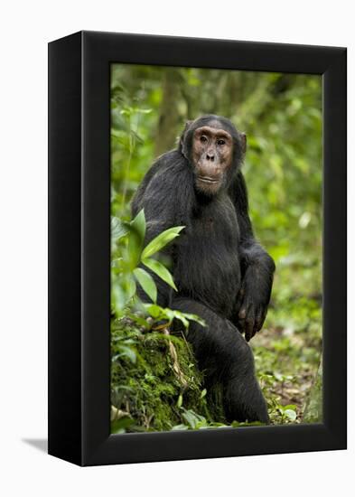 Africa, Uganda, Kibale National Park. A young adult chimpanzee listens.-Kristin Mosher-Framed Premier Image Canvas