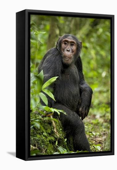 Africa, Uganda, Kibale National Park. A young adult chimpanzee listens.-Kristin Mosher-Framed Premier Image Canvas