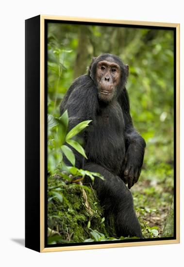 Africa, Uganda, Kibale National Park. A young adult chimpanzee listens.-Kristin Mosher-Framed Premier Image Canvas