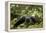 Africa, Uganda, Kibale National Park. A young adult male chimpanzee lying down on forest path.-Kristin Mosher-Framed Premier Image Canvas