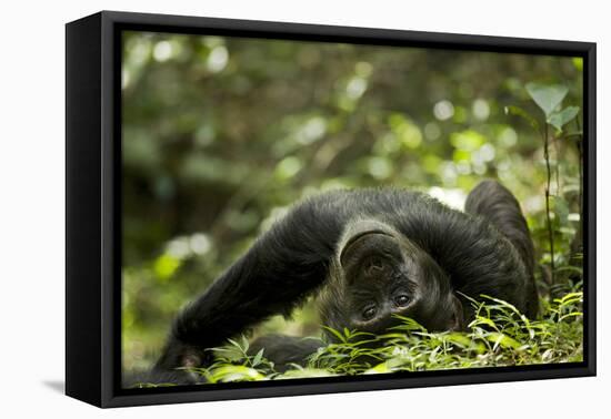 Africa, Uganda, Kibale National Park. A young adult male chimpanzee lying down on forest path.-Kristin Mosher-Framed Premier Image Canvas