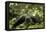 Africa, Uganda, Kibale National Park. A young adult male chimpanzee lying down on forest path.-Kristin Mosher-Framed Premier Image Canvas