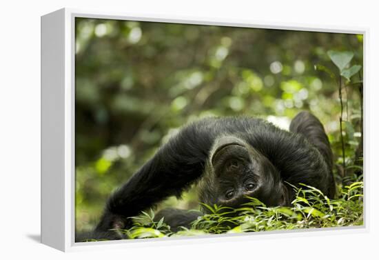 Africa, Uganda, Kibale National Park. A young adult male chimpanzee lying down on forest path.-Kristin Mosher-Framed Premier Image Canvas