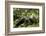 Africa, Uganda, Kibale National Park. A young adult male chimpanzee lying down on forest path.-Kristin Mosher-Framed Photographic Print