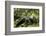 Africa, Uganda, Kibale National Park. A young adult male chimpanzee lying down on forest path.-Kristin Mosher-Framed Photographic Print