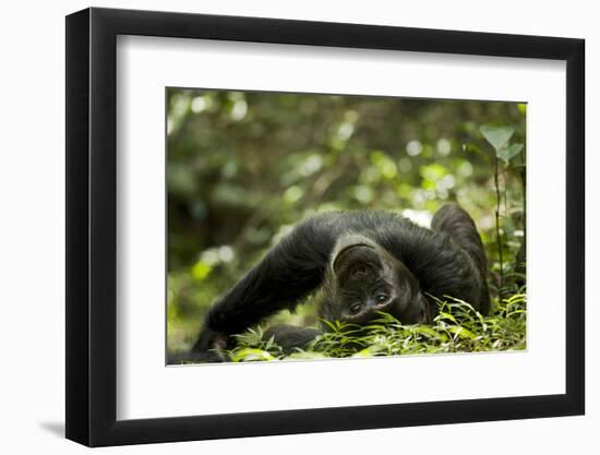 Africa, Uganda, Kibale National Park. A young adult male chimpanzee lying down on forest path.-Kristin Mosher-Framed Photographic Print