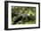 Africa, Uganda, Kibale National Park. A young adult male chimpanzee lying down on forest path.-Kristin Mosher-Framed Photographic Print