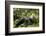 Africa, Uganda, Kibale National Park. A young adult male chimpanzee lying down on forest path.-Kristin Mosher-Framed Photographic Print