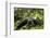Africa, Uganda, Kibale National Park. A young adult male chimpanzee lying down on forest path.-Kristin Mosher-Framed Photographic Print