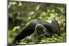 Africa, Uganda, Kibale National Park. A young adult male chimpanzee lying down on forest path.-Kristin Mosher-Mounted Photographic Print