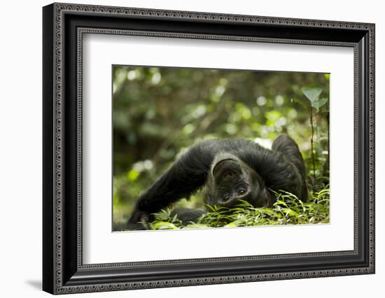 Africa, Uganda, Kibale National Park. A young adult male chimpanzee lying down on forest path.-Kristin Mosher-Framed Photographic Print