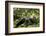 Africa, Uganda, Kibale National Park. A young adult male chimpanzee lying down on forest path.-Kristin Mosher-Framed Photographic Print