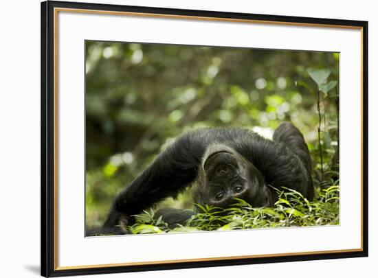 Africa, Uganda, Kibale National Park. A young adult male chimpanzee lying down on forest path.-Kristin Mosher-Framed Premium Photographic Print