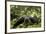 Africa, Uganda, Kibale National Park. A young adult male chimpanzee lying down on forest path.-Kristin Mosher-Framed Premium Photographic Print