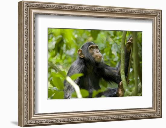 Africa, Uganda, Kibale National Park. An adolescent male chimpanzee.-Kristin Mosher-Framed Photographic Print