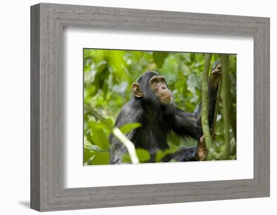 Africa, Uganda, Kibale National Park. An adolescent male chimpanzee.-Kristin Mosher-Framed Photographic Print