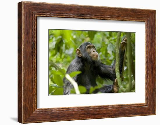 Africa, Uganda, Kibale National Park. An adolescent male chimpanzee.-Kristin Mosher-Framed Photographic Print