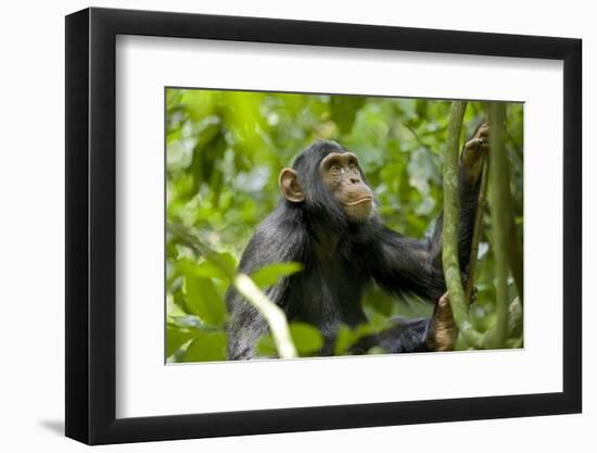 Africa, Uganda, Kibale National Park. An adolescent male chimpanzee.-Kristin Mosher-Framed Photographic Print