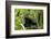 Africa, Uganda, Kibale National Park. An adolescent male chimpanzee.-Kristin Mosher-Framed Photographic Print