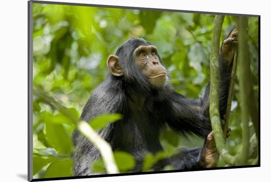 Africa, Uganda, Kibale National Park. An adolescent male chimpanzee.-Kristin Mosher-Mounted Photographic Print