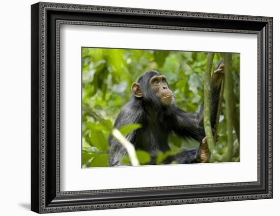 Africa, Uganda, Kibale National Park. An adolescent male chimpanzee.-Kristin Mosher-Framed Photographic Print