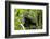 Africa, Uganda, Kibale National Park. An adolescent male chimpanzee.-Kristin Mosher-Framed Photographic Print