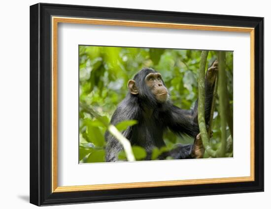 Africa, Uganda, Kibale National Park. An adolescent male chimpanzee.-Kristin Mosher-Framed Photographic Print