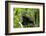 Africa, Uganda, Kibale National Park. An adolescent male chimpanzee.-Kristin Mosher-Framed Photographic Print