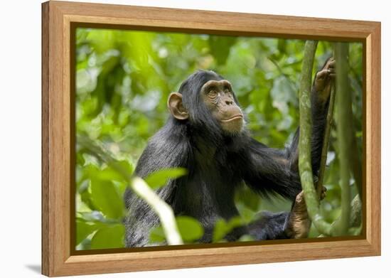 Africa, Uganda, Kibale National Park. An adolescent male chimpanzee.-Kristin Mosher-Framed Premier Image Canvas